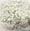 Schleierkraut, Gypsophila category icon/image