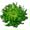 Chrysantheme category icon/image