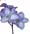 Freesia, Freesien category icon/image