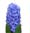 Hyacinthen category icon/image