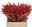 Ilex category icon/image