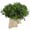 Pistacea category icon/image