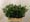 Ruscus category icon/image