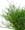 Vaccinium category icon/image
