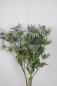 Preview: Eryngium Blue Lagoon - 1 Stiel