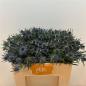 Preview: Eryngium Blue Lagoon - 1 Stiel