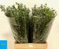 Preview: Eucalyptus PARVIFOLIA, 1 Bund