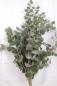 Preview: Vollsortiment - Eucalyptus gunii CINEREA - 1 Bund