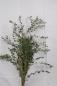 Preview: Eucalyptus PARVIFOLIA, 1 Bund