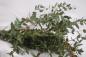 Preview: Eucalyptus PARVIFOLIA, 1 Bund