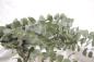 Preview: Vollsortiment - Eucalyptus gunii CINEREA - 1 Bund