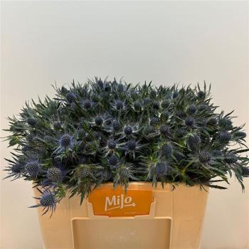 Eryngium Blue Lagoon - 1 Stiel