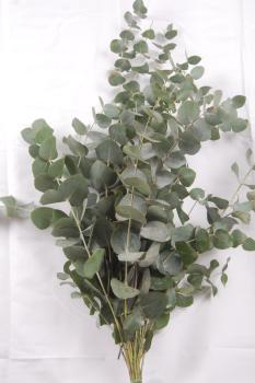 Vollsortiment - Eucalyptus gunii CINEREA - 1 Bund