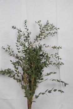 Eucalyptus PARVIFOLIA, 1 Bund