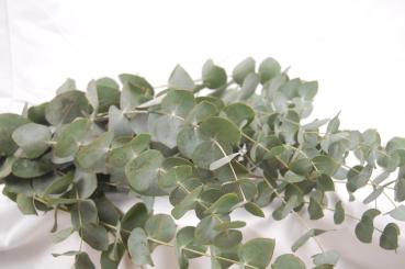 Vollsortiment - Eucalyptus gunii CINEREA - 1 Bund