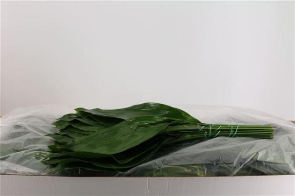 Vollsortiment - Aspidistra, 50 cm
