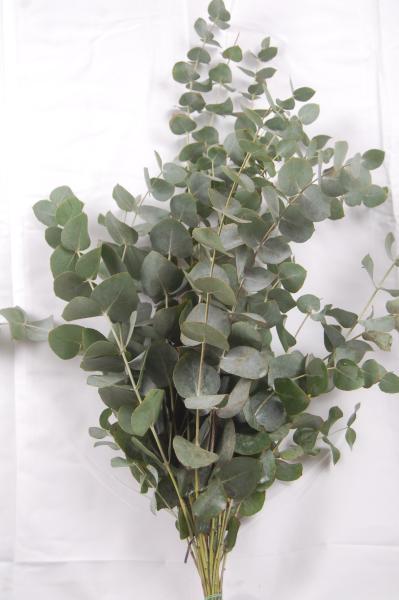Vollsortiment - Eucalyptus gunii CINEREA - 1 Bund