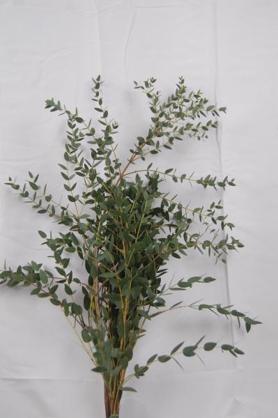 Eucalyptus PARVIFOLIA, 1 Bund