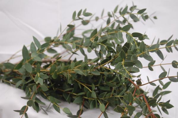 Eucalyptus PARVIFOLIA, 1 Bund