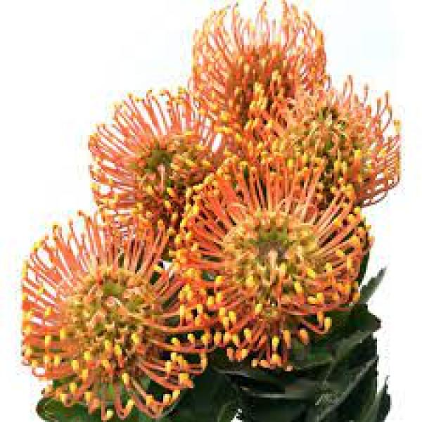 Vollsortiment Nadelprotea, orange -  1 Stück