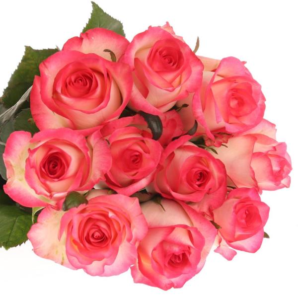 Rose JUMILIA