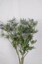 Eryngium Blue Lagoon - 1 Stiel