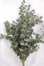 Eucalyptus gunii CINEREA - 1 Bund