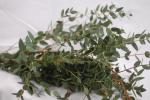 Eucalyptus PARVIFOLIA, 1 Bund
