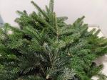 Vollsortiment - Abies nordmanniana - Bund