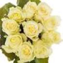 Rose (P) AVALANCHE